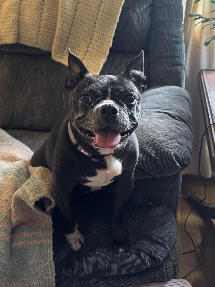 Enlarge Kiah, a Adoptable Boston Terrier in Jackson, TN image 6/6