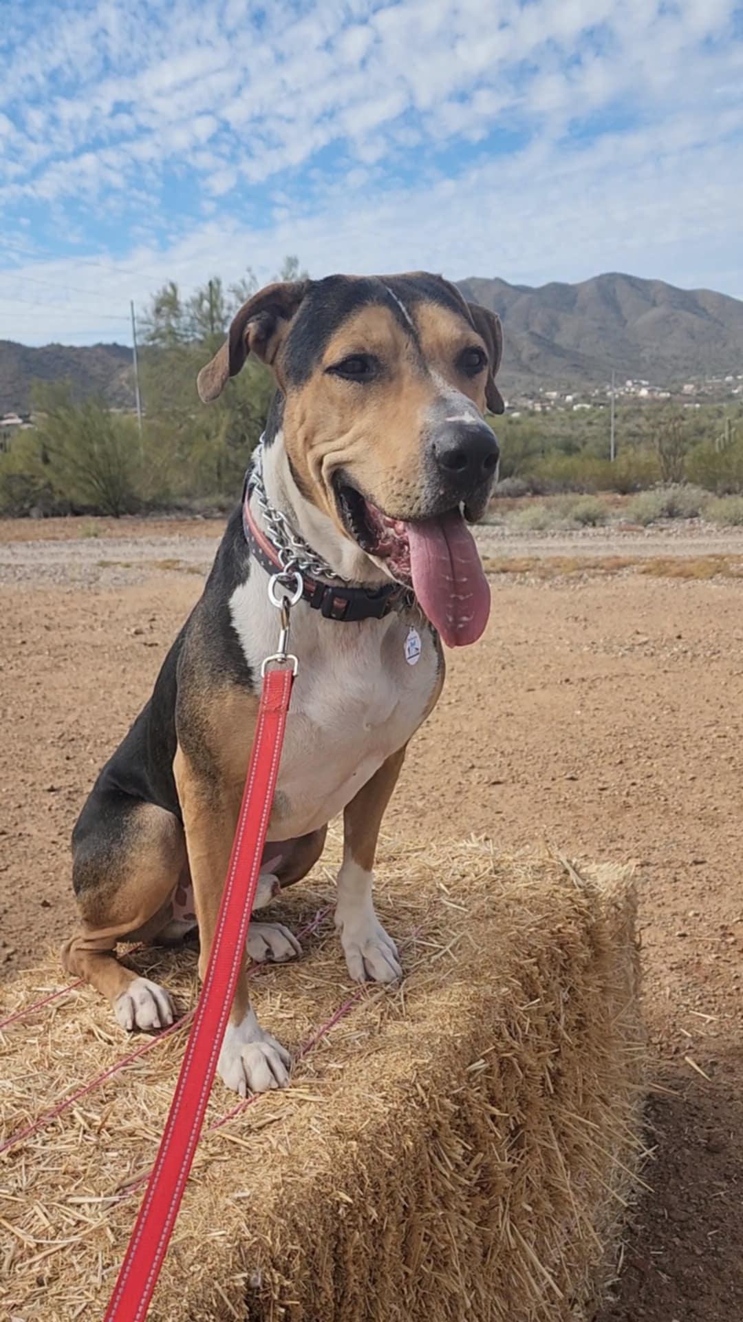 Enlarge Warren, a Adoptable mixed breed in Phoenix, AZ image 5/6