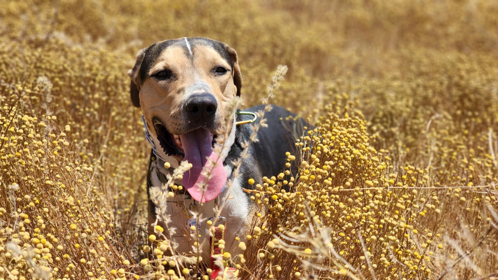 Enlarge Warren, a Adoptable mixed breed in Phoenix, AZ image 3/6