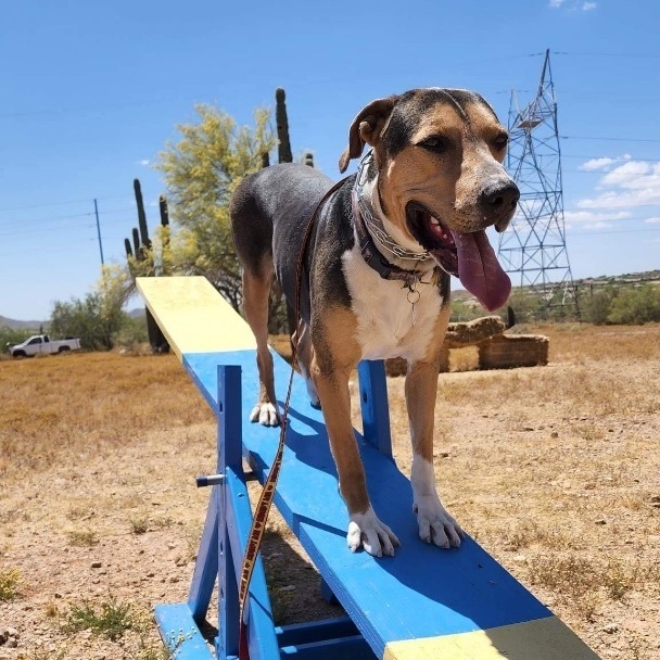 Enlarge Warren, a Adoptable mixed breed in Phoenix, AZ image 2/6