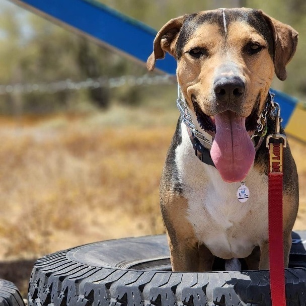 Enlarge Warren, a Adoptable mixed breed in Phoenix, AZ image 1/6