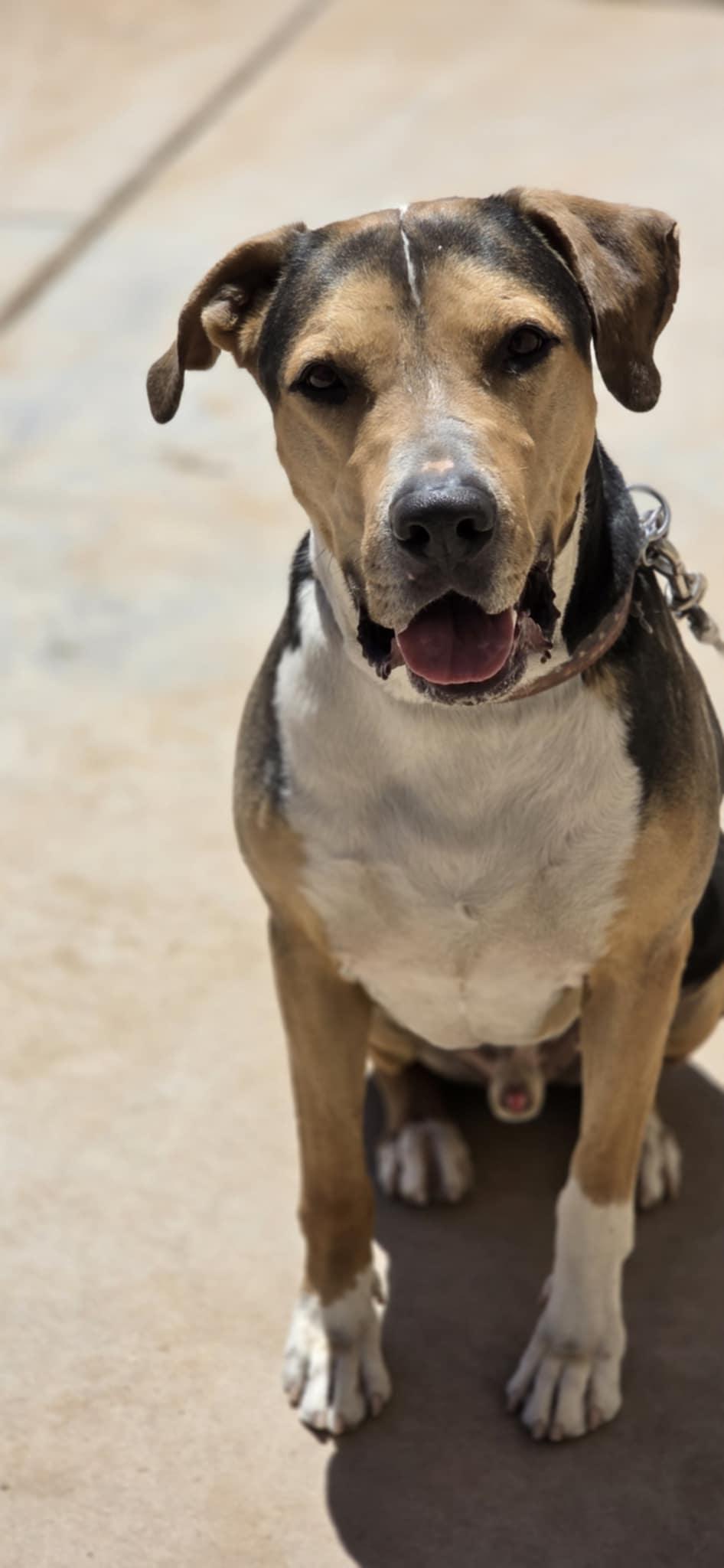 Enlarge Warren, a Adoptable mixed breed in Phoenix, AZ image 4/6