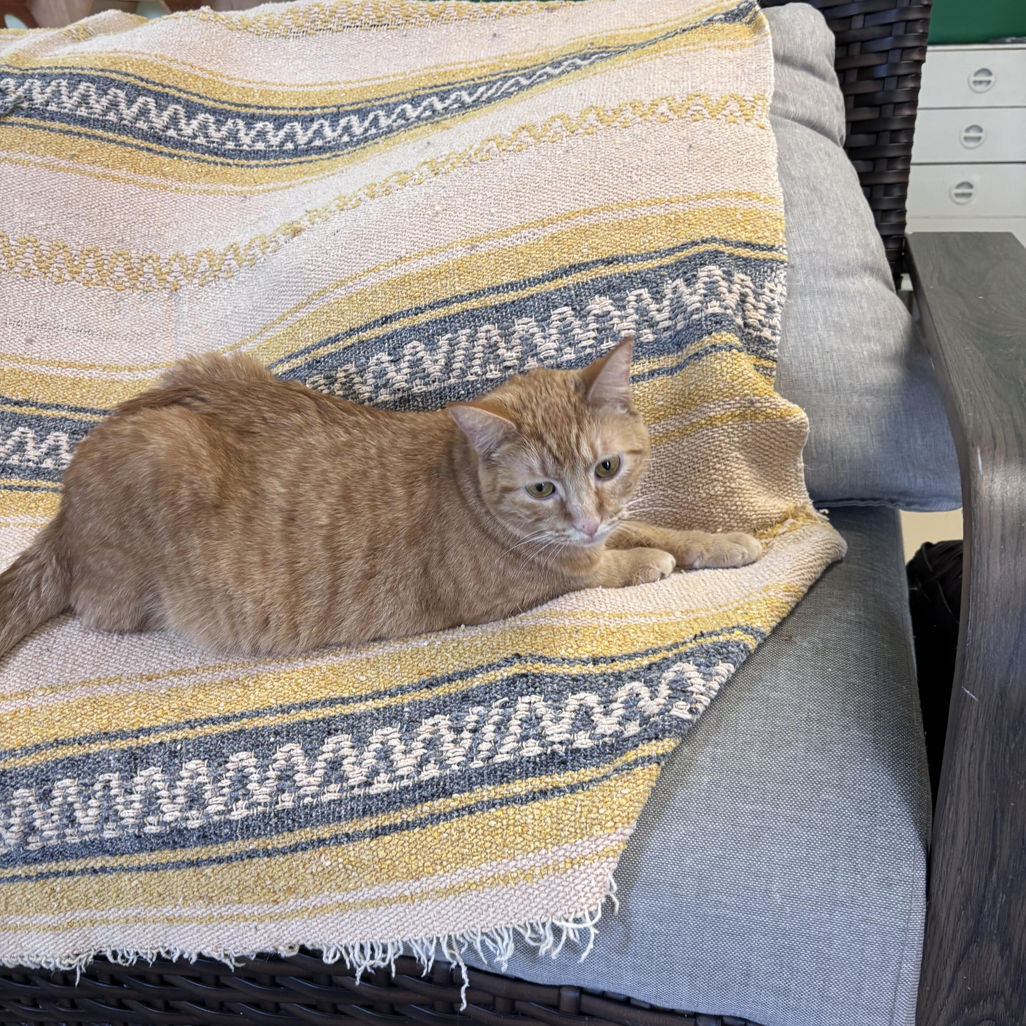 Enlarge Pookie, a ADOPTABLE Domestic Short Hair in Franklin, IN image 1/1