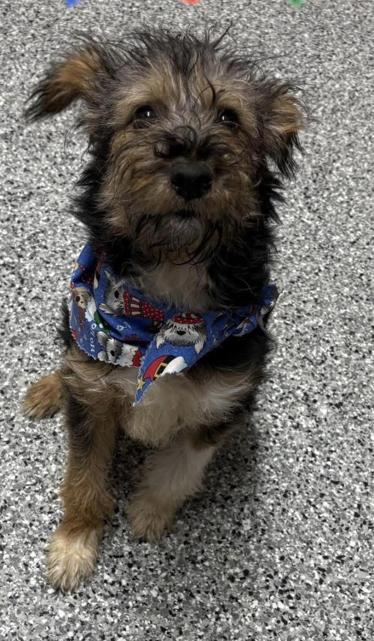 Gus Gus , ADOPTABLE, Young Male Bernedoodle & Mixed Breed.