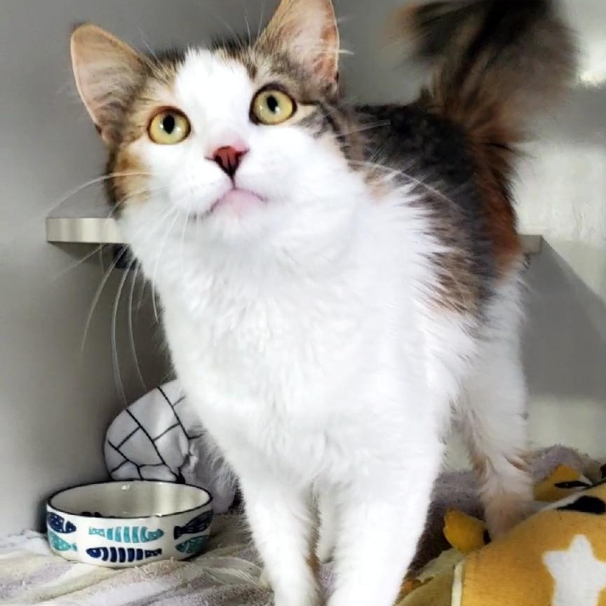 Enlarge Minnie, an adopted Domestic Medium Hair in Hutchinson, MN image 2/5