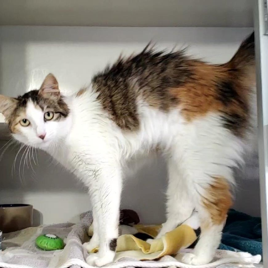 Enlarge Minnie, an adopted Domestic Medium Hair in Hutchinson, MN image 3/5