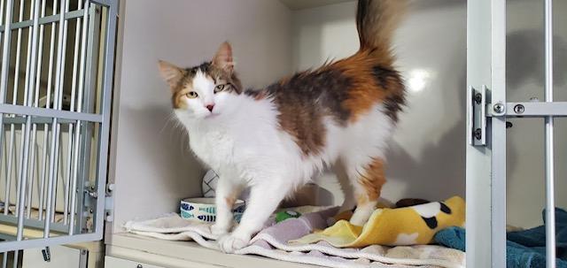 Enlarge Minnie, an adopted Domestic Medium Hair in Hutchinson, MN image 4/5