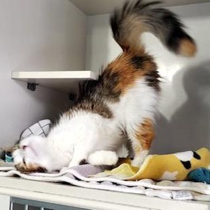 Enlarge Minnie, an adopted Domestic Medium Hair in Hutchinson, MN image 5/5