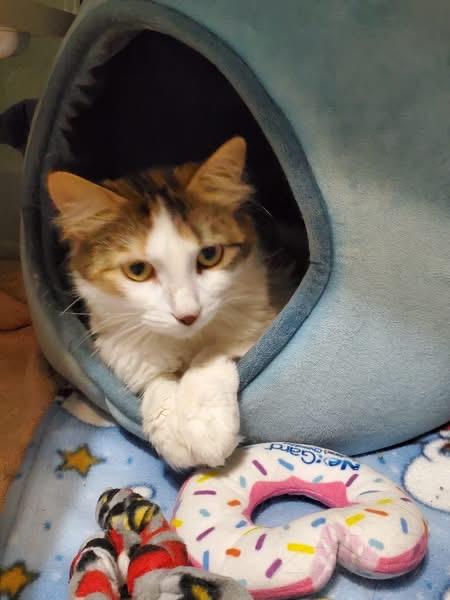 Enlarge Minnie, an adopted Domestic Medium Hair in Hutchinson, MN image 1/5