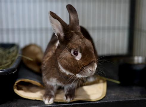 Enlarge Romeo, a Adoptable Silver Fox in Navarre, FL image 3/3