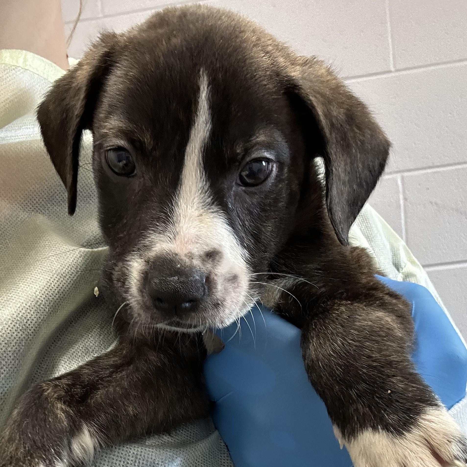 Ash, Baby Male Mixed Breed