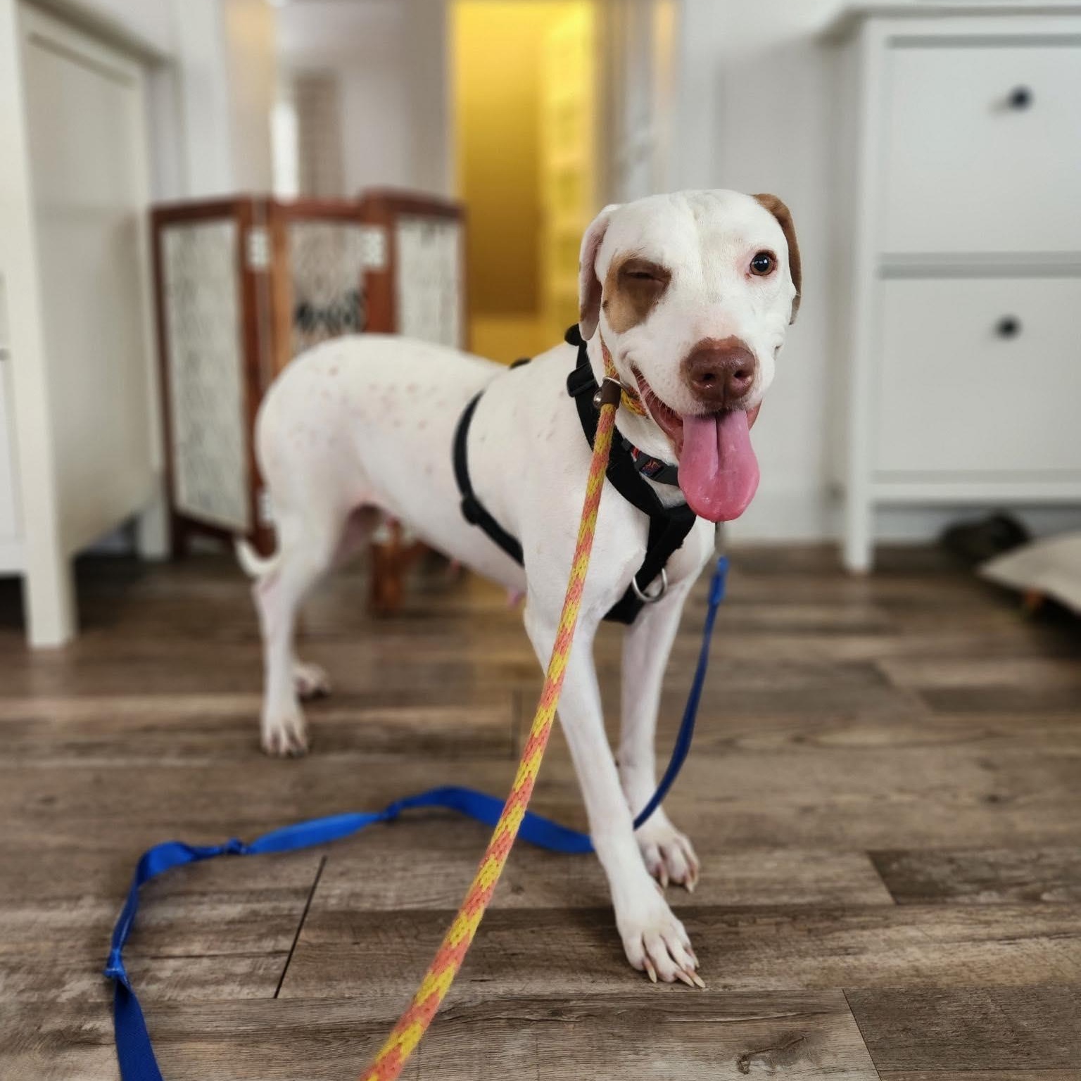 Piglet, a Adoptable mixed breed in Woodstock, ON image 1/5