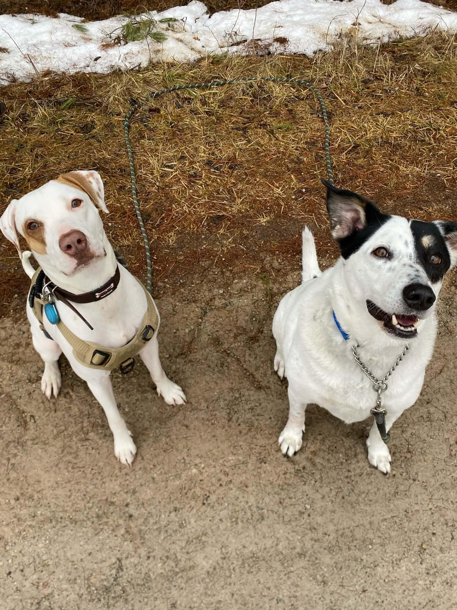 Enlarge Piglet, an adoptable mixed breed in Woodstock, ON image 4/5