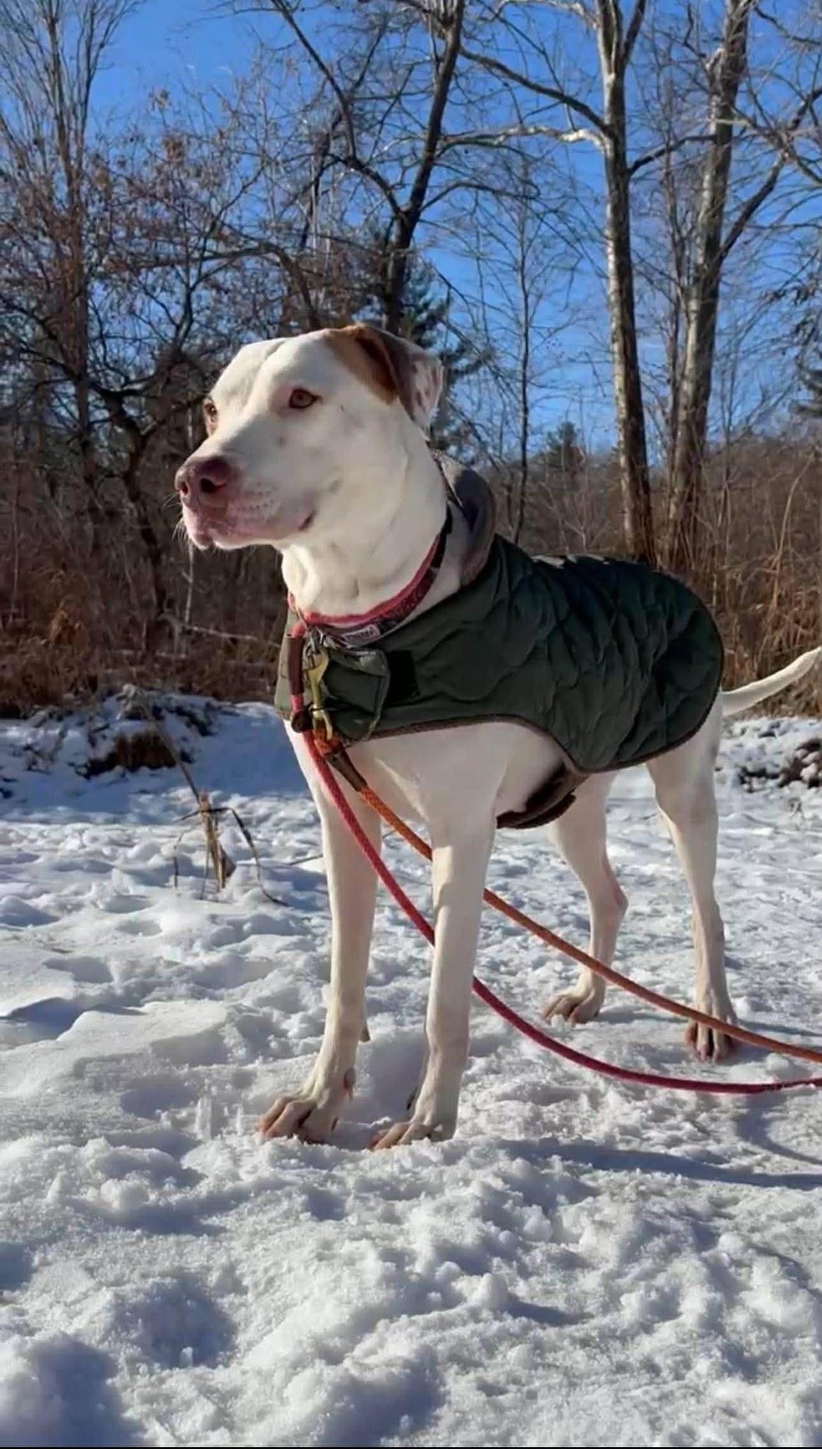 Enlarge Piglet, an adoptable mixed breed in Woodstock, ON image 3/5