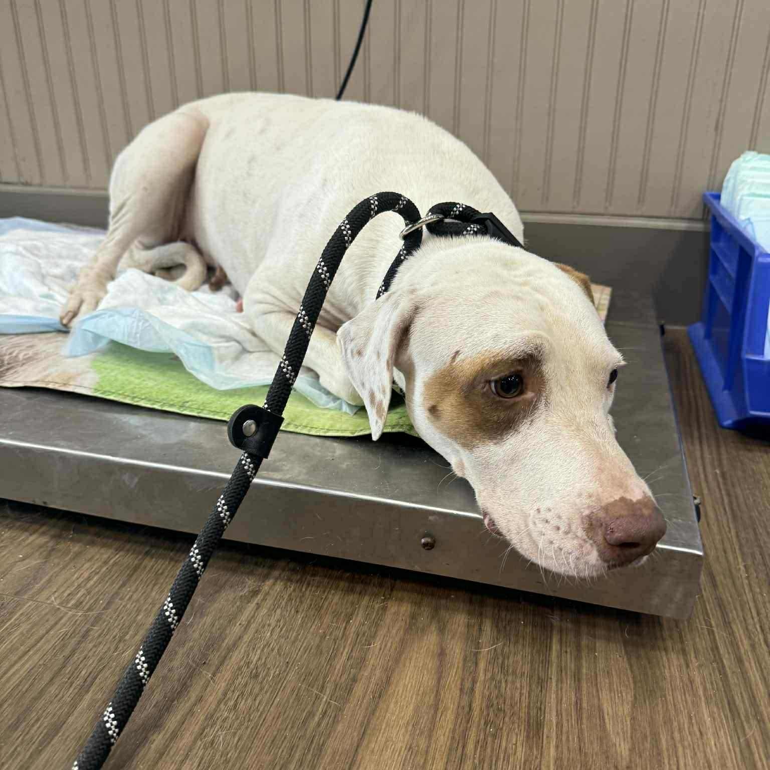 Piglet, a Adoptable mixed breed in Woodstock, ON image 4/5