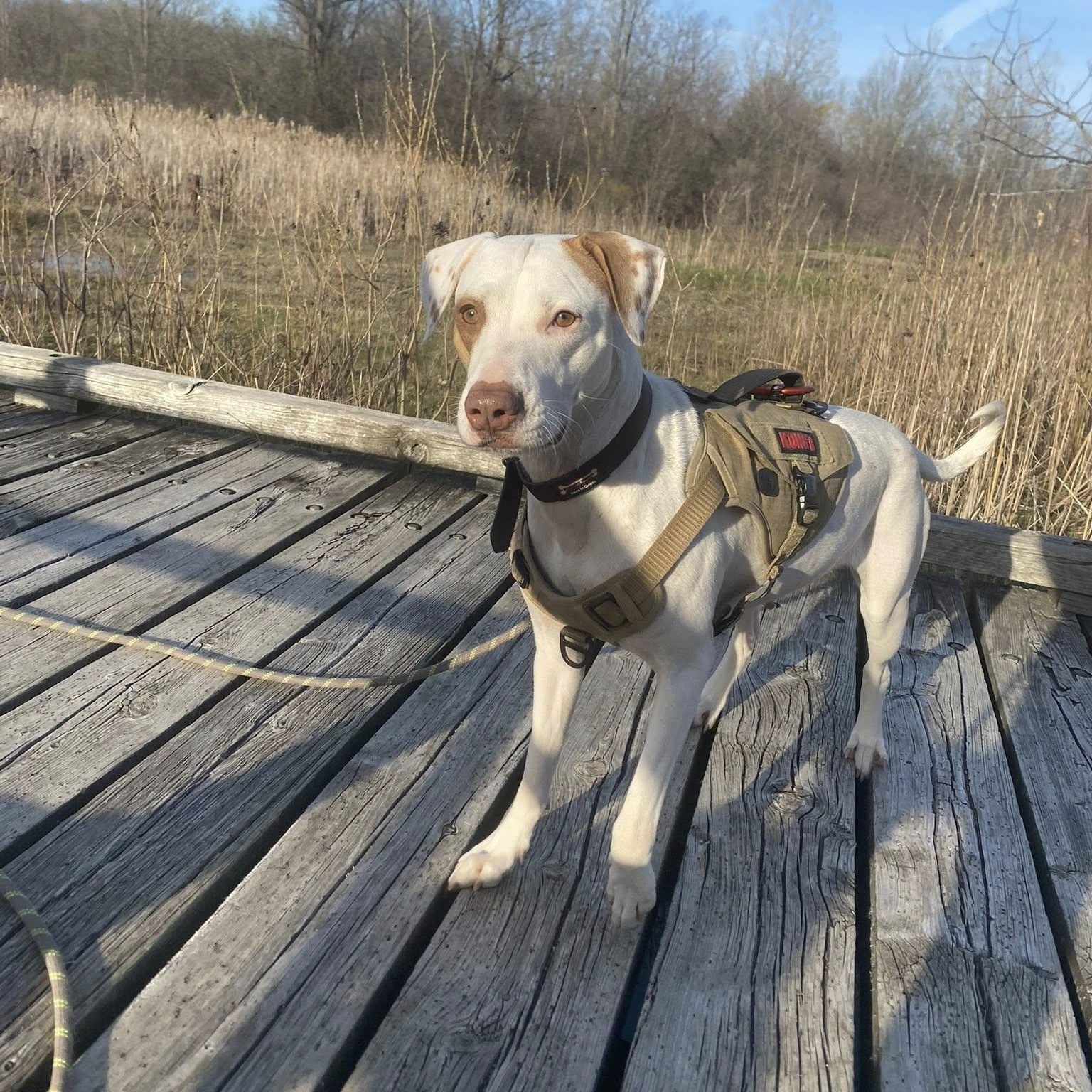 Piglet, adoptable, Adult Female Labrador Retriever.