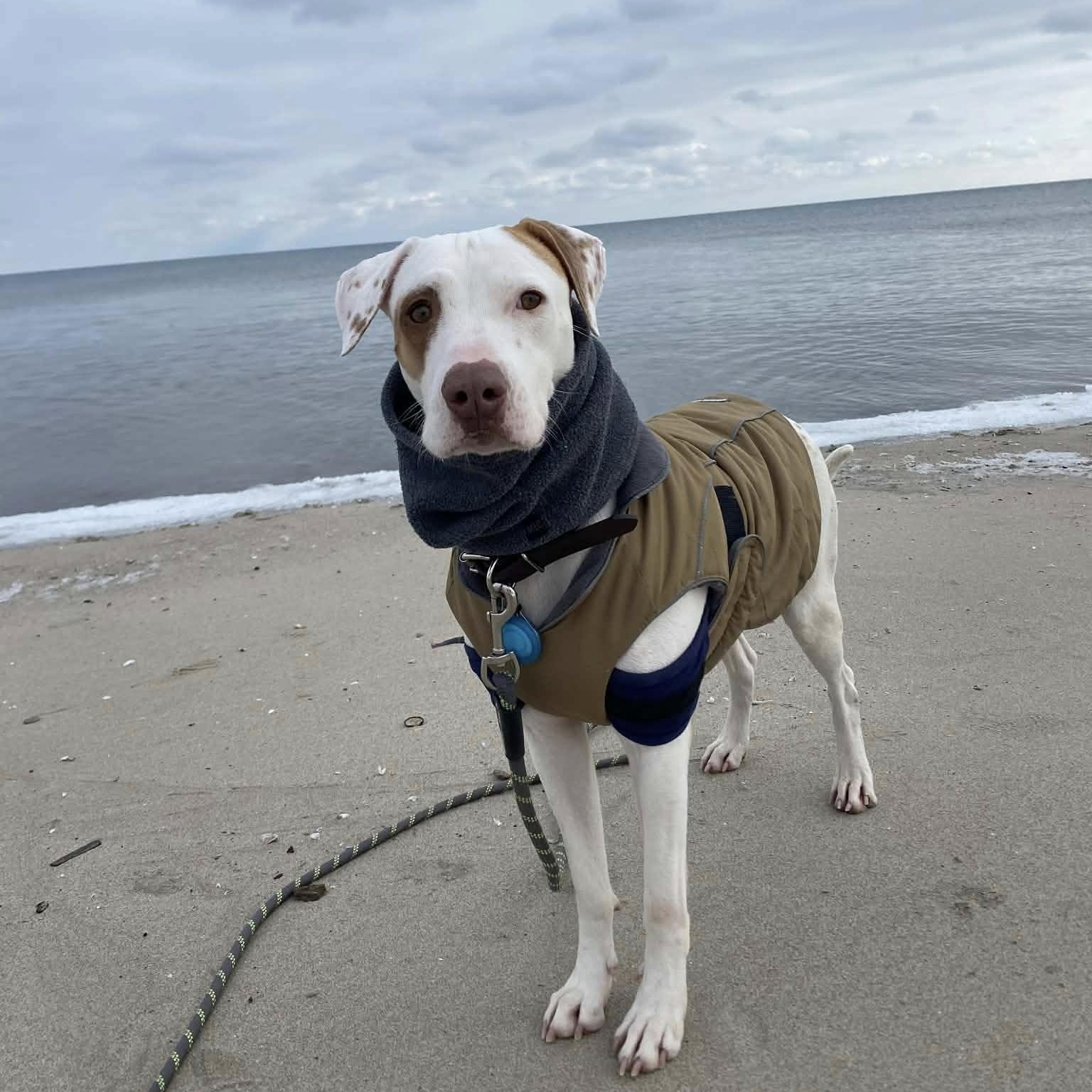 Enlarge Piglet, an adoptable mixed breed in Woodstock, ON image 1/5