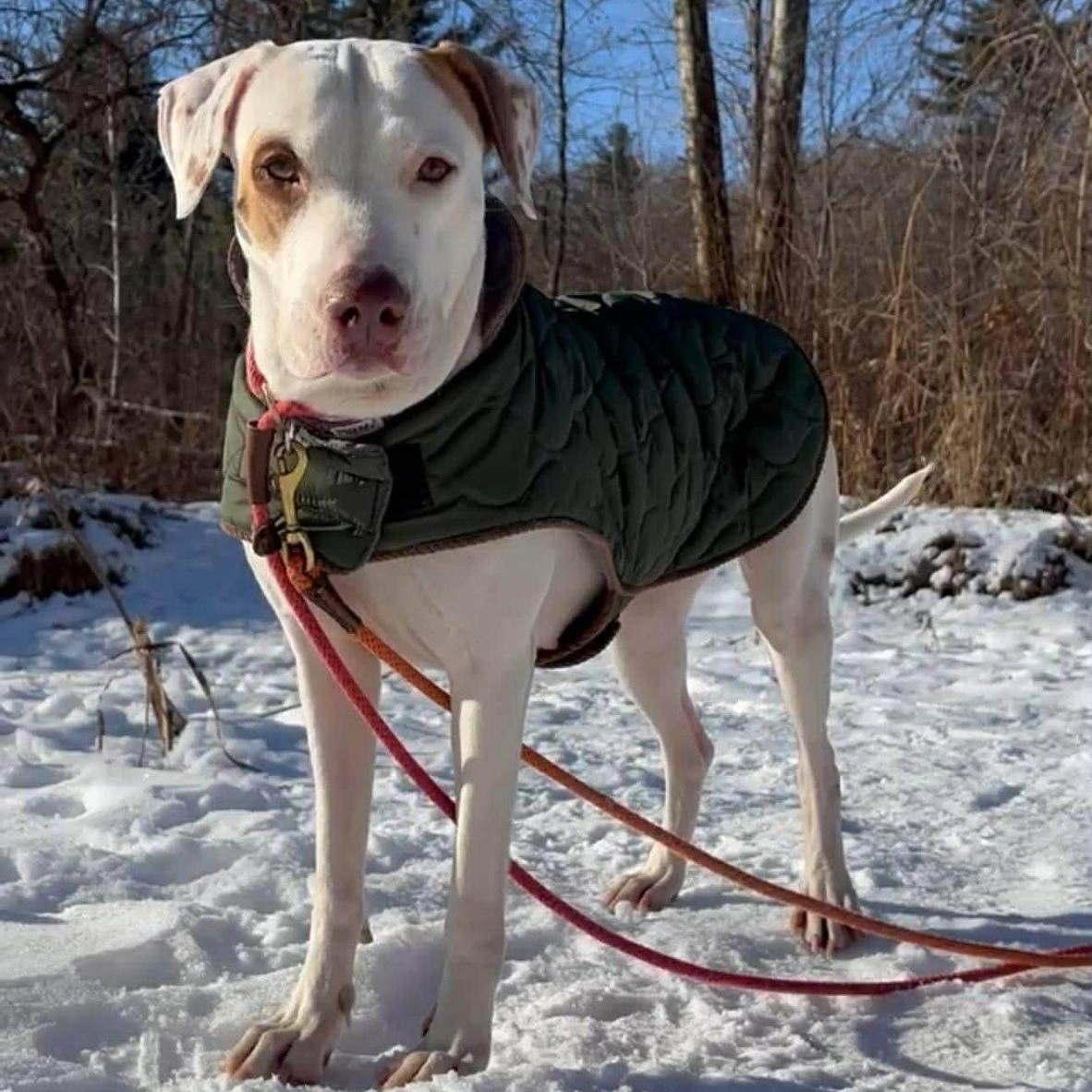 Enlarge Piglet, an adoptable mixed breed in Woodstock, ON image 1/5
