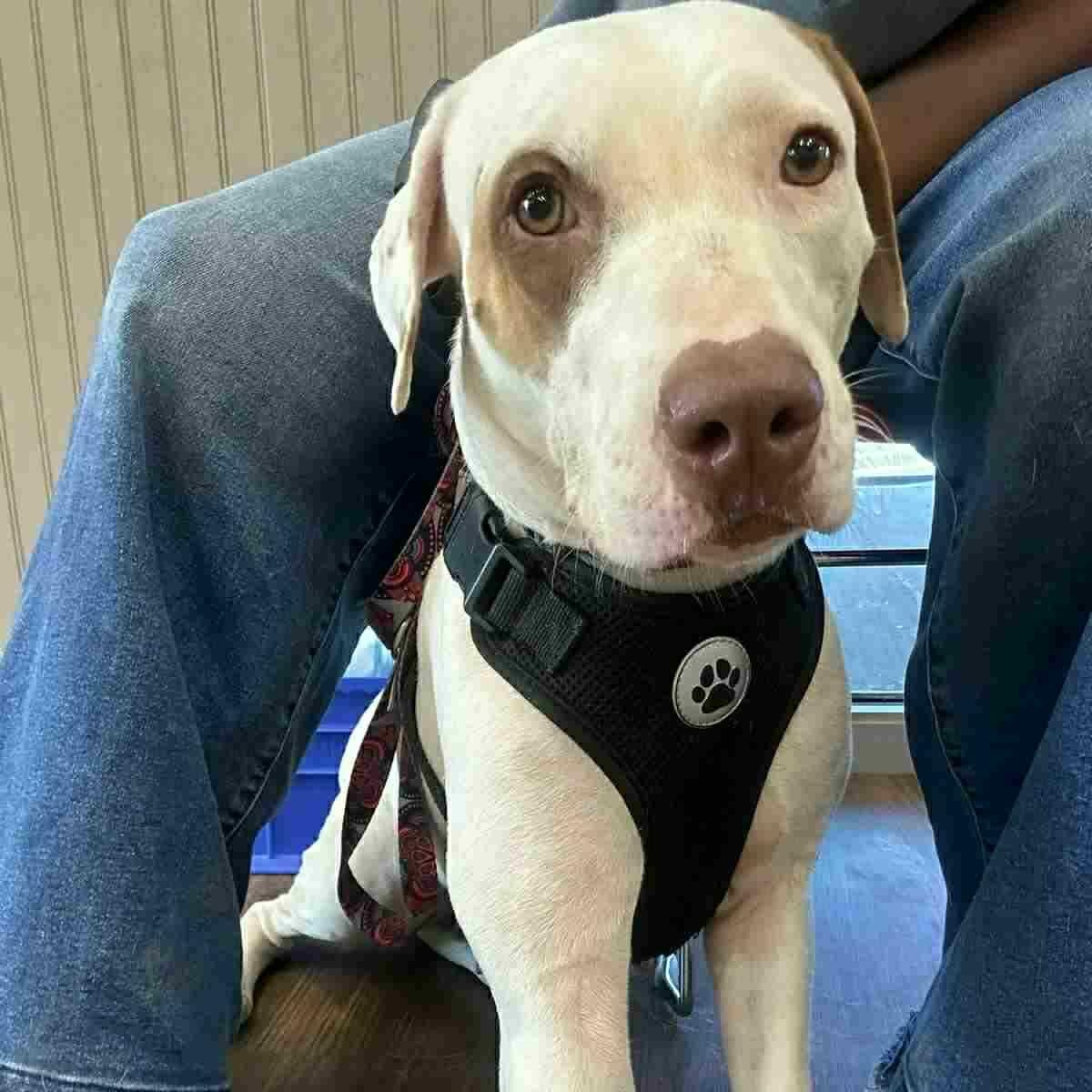 Piglet, a Adoptable mixed breed in Woodstock, ON image 2/5