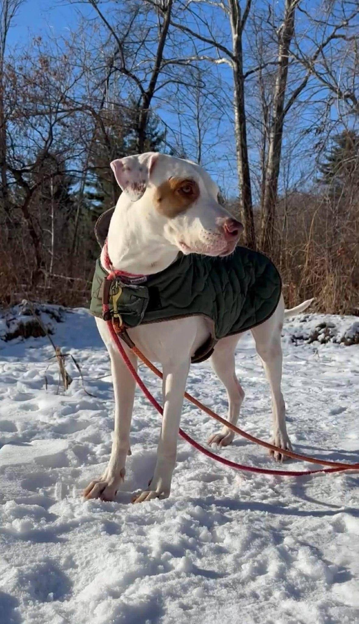 Enlarge Piglet, an adoptable mixed breed in Woodstock, ON image 4/5