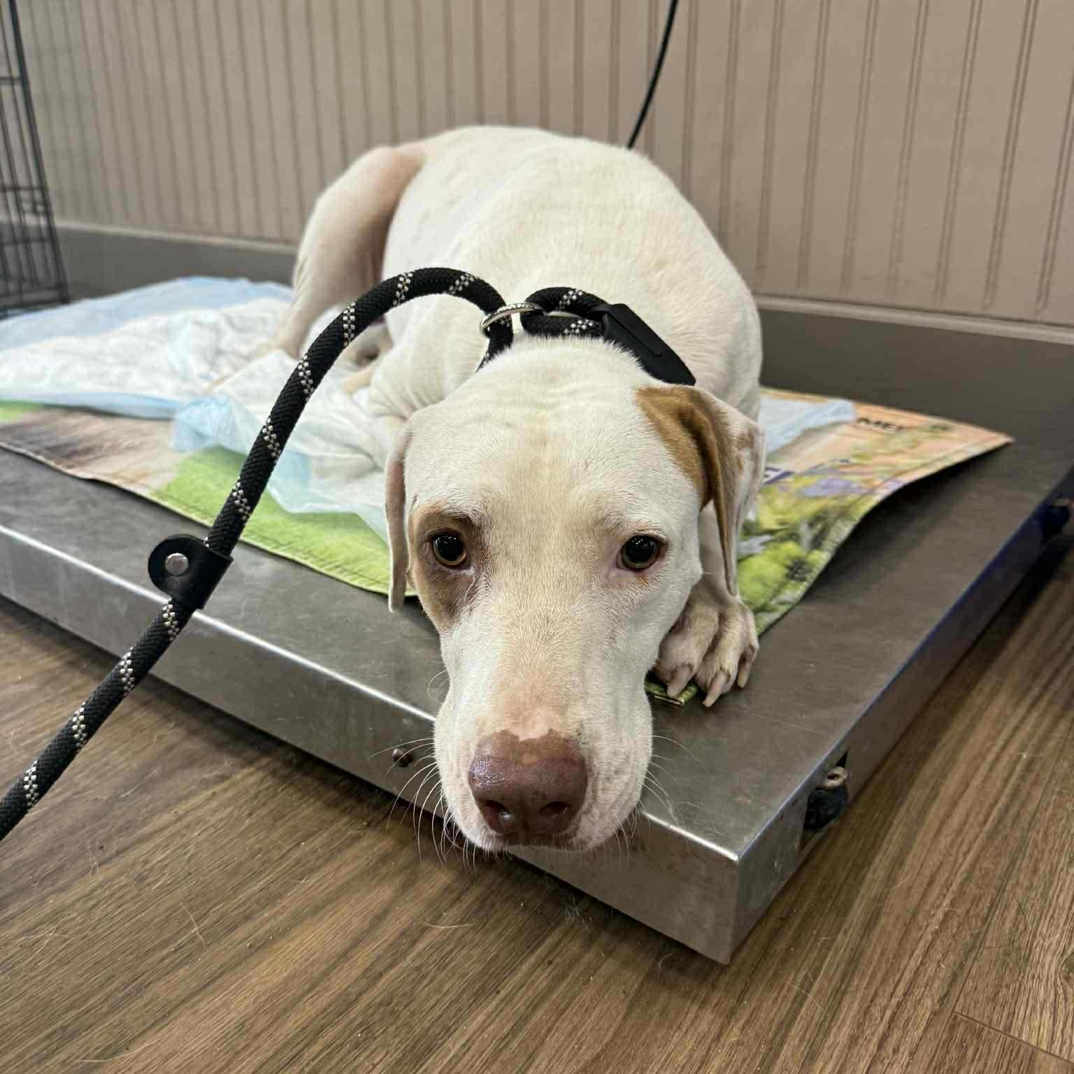 Piglet, a Adoptable mixed breed in Woodstock, ON image 5/5