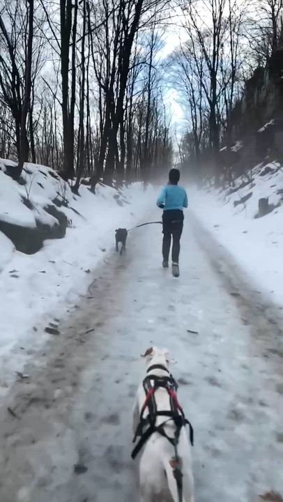 Enlarge Piglet, an adoptable mixed breed in Woodstock, ON video 5/5