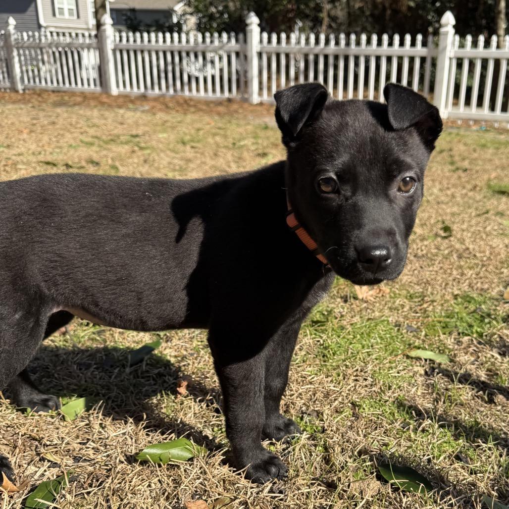 Enlarge Wednesday, a Adoptable mixed breed in Aberdeen, NC image 1/5