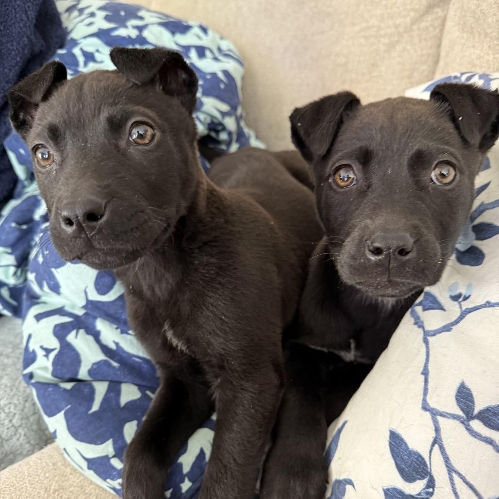 Enlarge Wednesday, a Adoptable mixed breed in Aberdeen, NC image 2/5