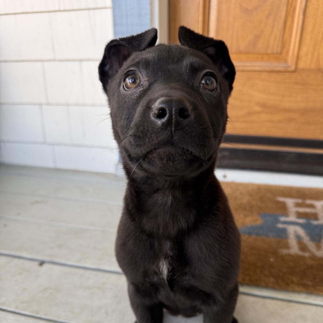 Enlarge Wednesday, a Adoptable mixed breed in Aberdeen, NC image 3/5