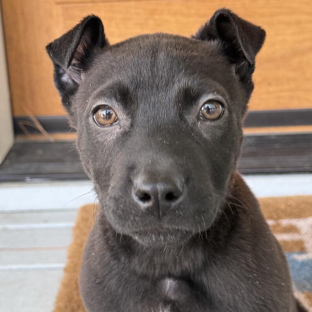 Enlarge Wednesday, a Adoptable mixed breed in Aberdeen, NC image 4/5