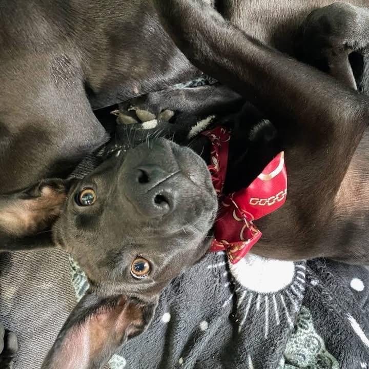 Enlarge Wednesday, a Adoptable mixed breed in Aberdeen, NC image 5/6