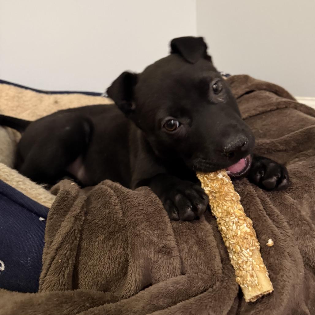 Enlarge Wednesday, a Adoptable mixed breed in Aberdeen, NC image 5/5