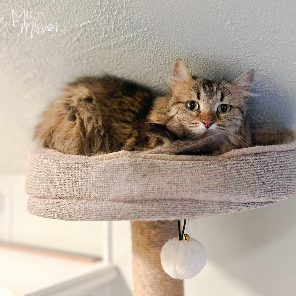 Katink, Adoptable, Adult Female Domestic Long Hair.