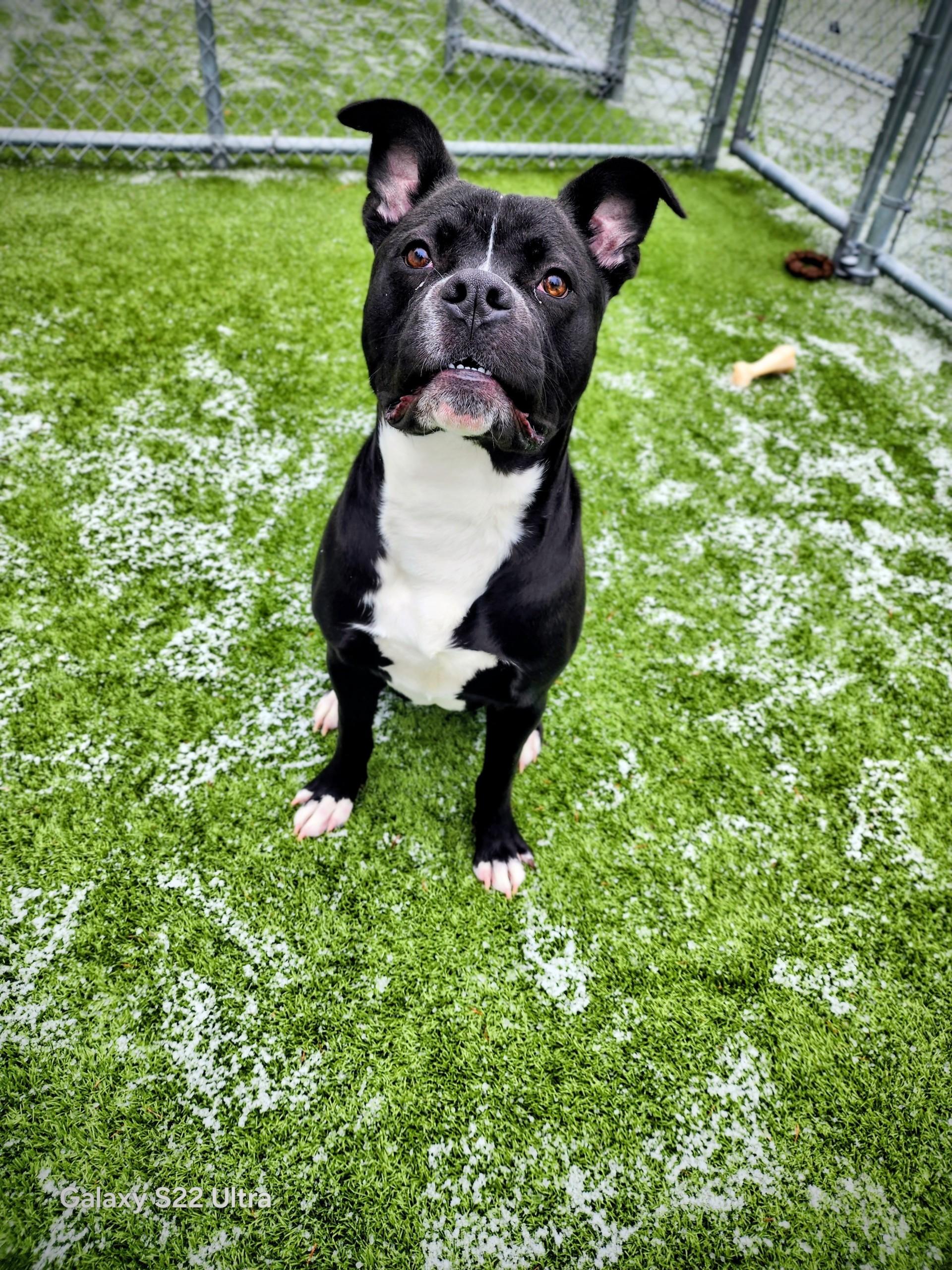 Oreo, ADOPTABLE, Young Male Rottweiler & American Staffordshire Terrier.