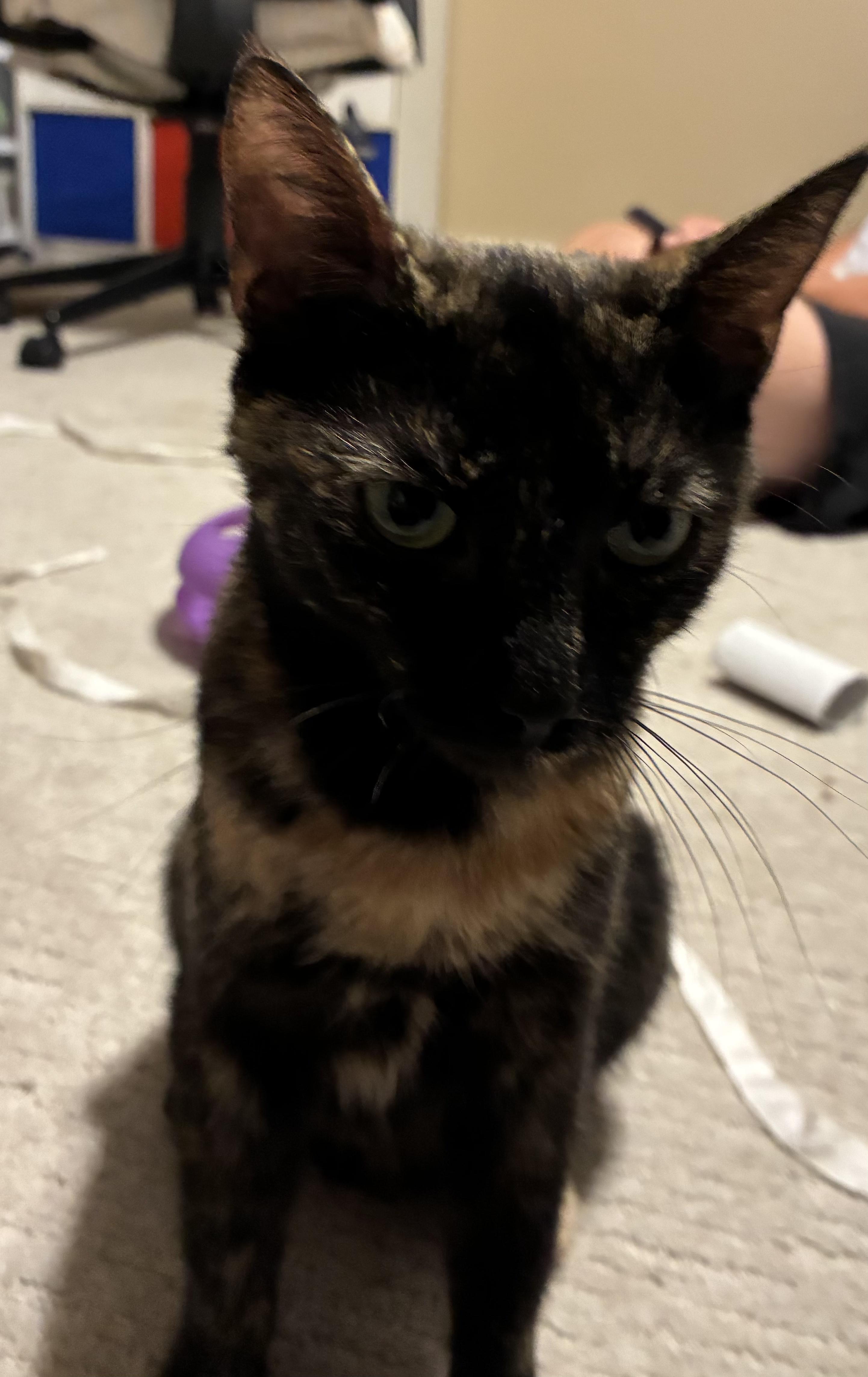 Tori, a Adoptable Domestic Short Hair in lititz, PA image 1/2