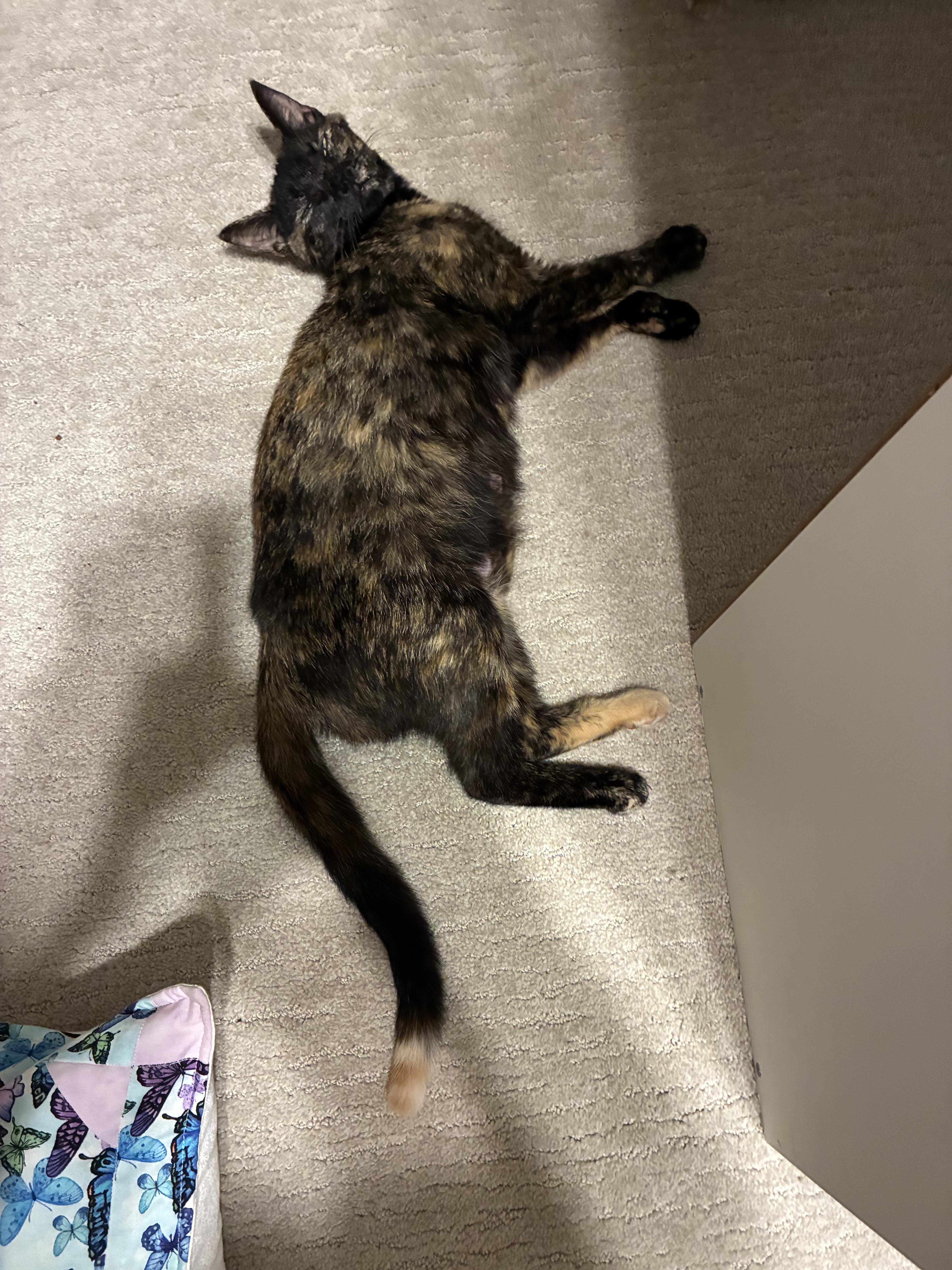 Tori, a Adoptable Domestic Short Hair in lititz, PA image 2/2