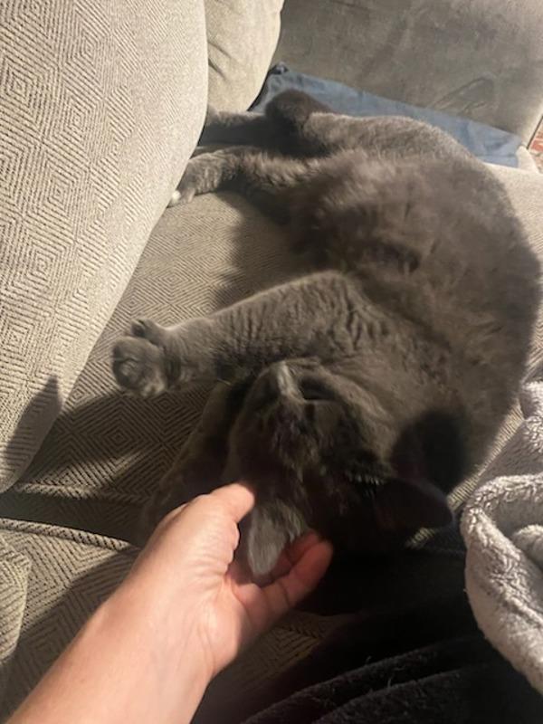 Mercury - In Foster, Adoptable, Adult Female Domestic Short Hair.