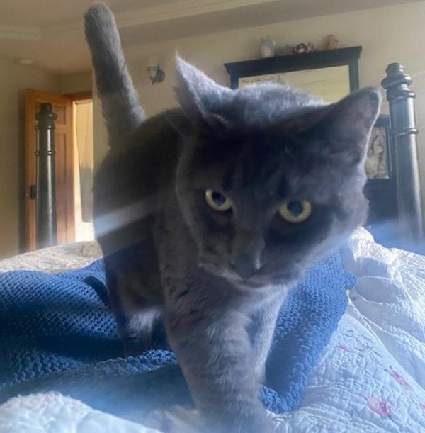 Mercury - In Foster, a Adoptable mixed breed in Silverdale, WA image 2/4