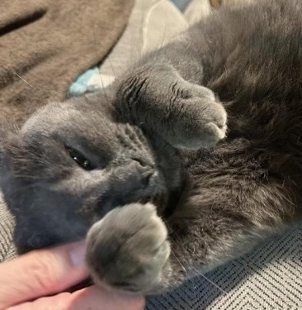 Enlarge Mercury - In Foster, a Adoptable mixed breed in Silverdale, WA image 2/4