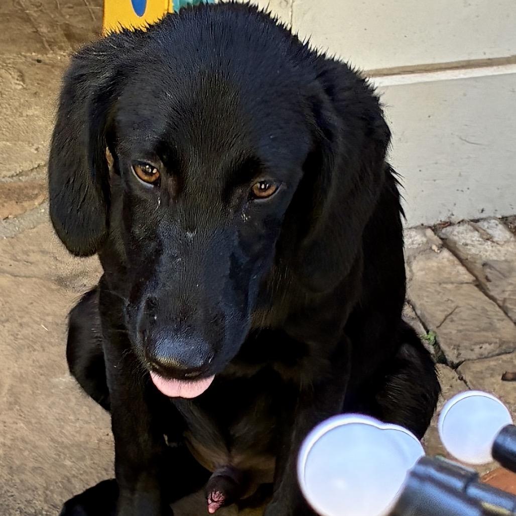 MAVERICK, Adoptable, Young Male Black Labrador Retriever & Flat-Coated Retriever.