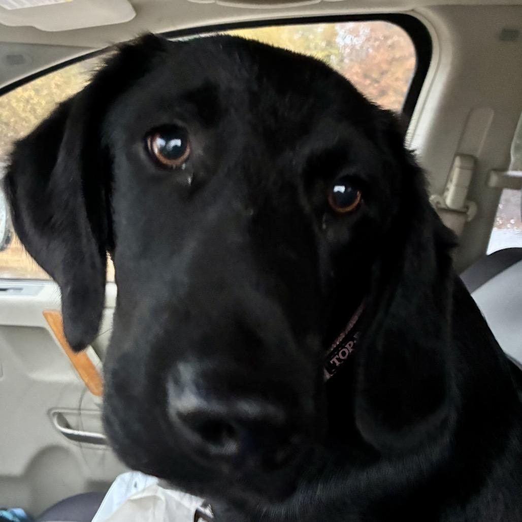 Enlarge MAVERICK, a Adoptable mixed breed in Cordova, TN image 2/6