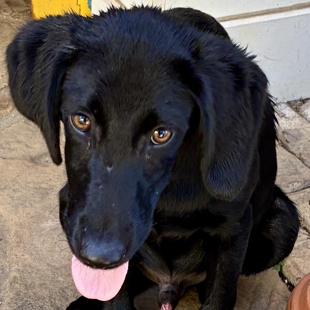 Enlarge MAVERICK, a Adoptable mixed breed in Cordova, TN image 5/6