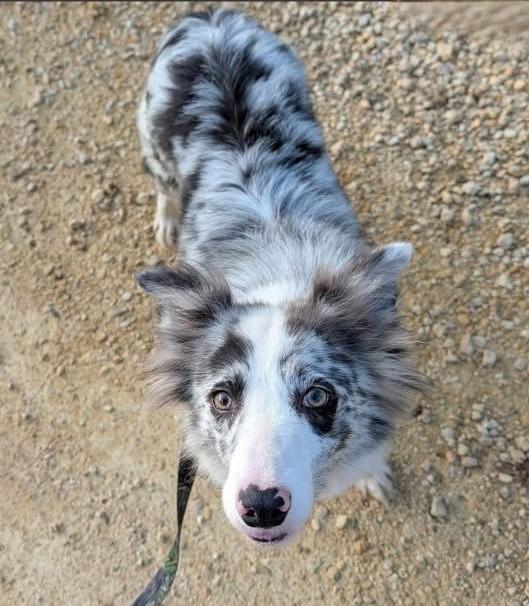 Enlarge Rein - adopted, a Adopted Border Collie in Ames, IA image 1/1