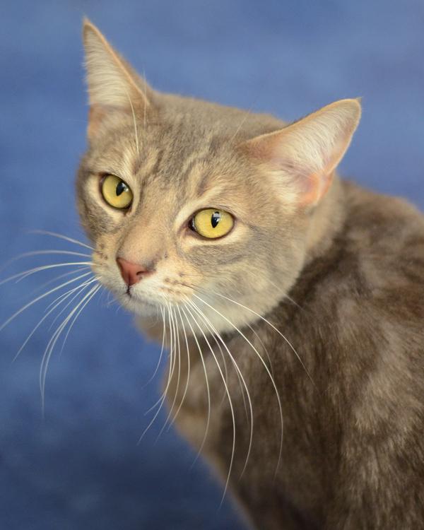 Enlarge Truffles, a Adoptable mixed breed in Novato, CA image 1/1