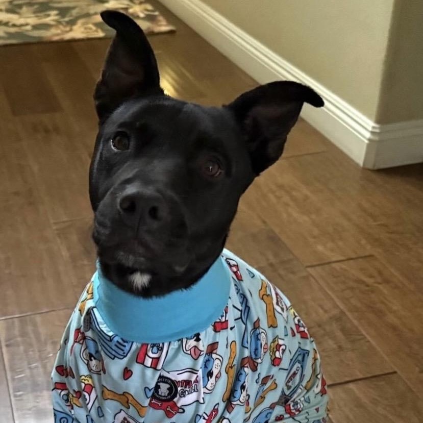 MAGGIE , ADOPTABLE, Young Female Manchester Terrier.