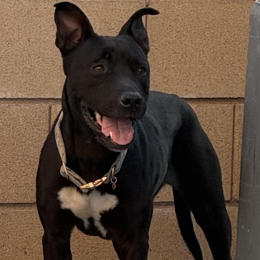 Enlarge MAGGIE , a ADOPTABLE Manchester Terrier in Lebec, CA image 3/3