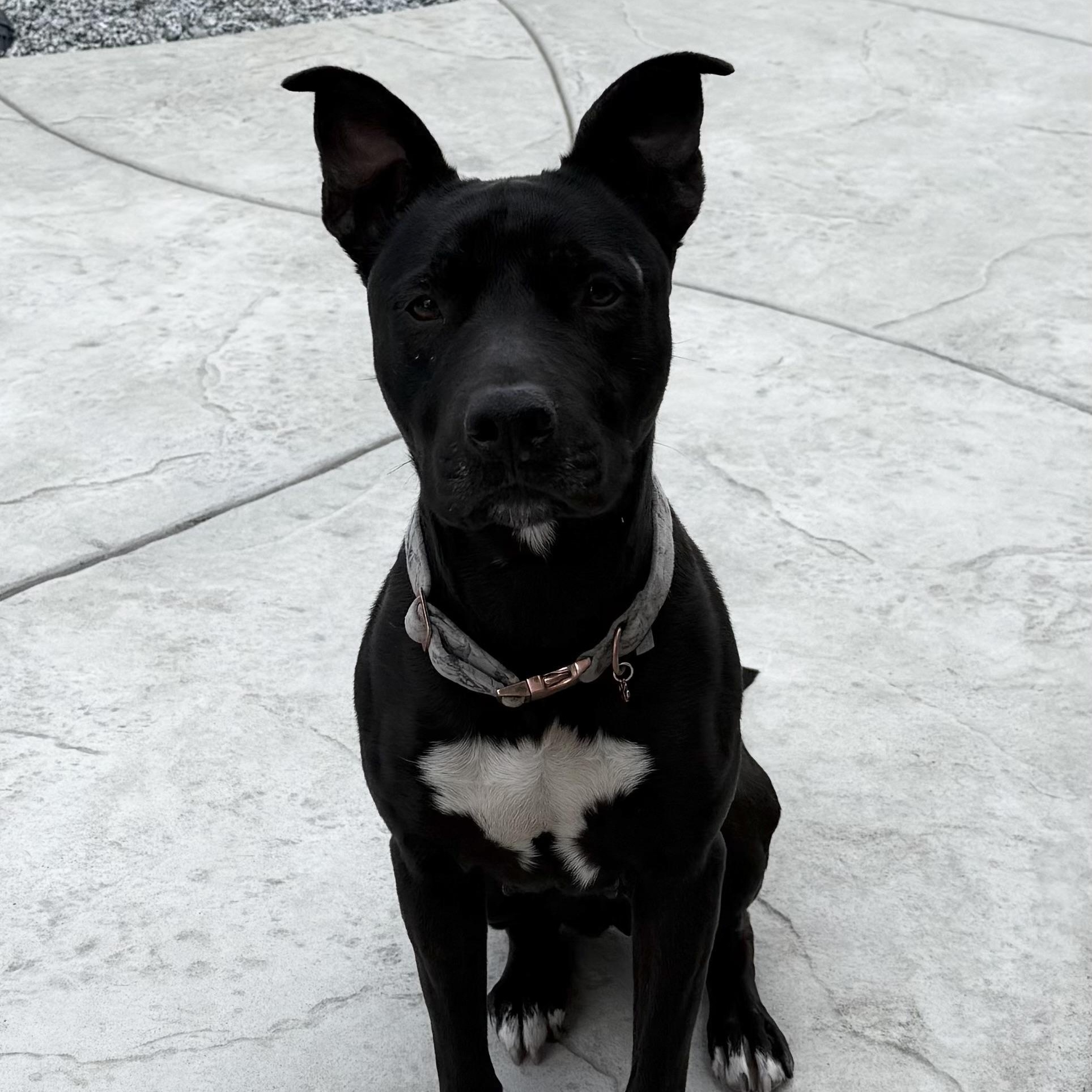 Enlarge MAGGIE , a ADOPTABLE Manchester Terrier in Lebec, CA image 2/3