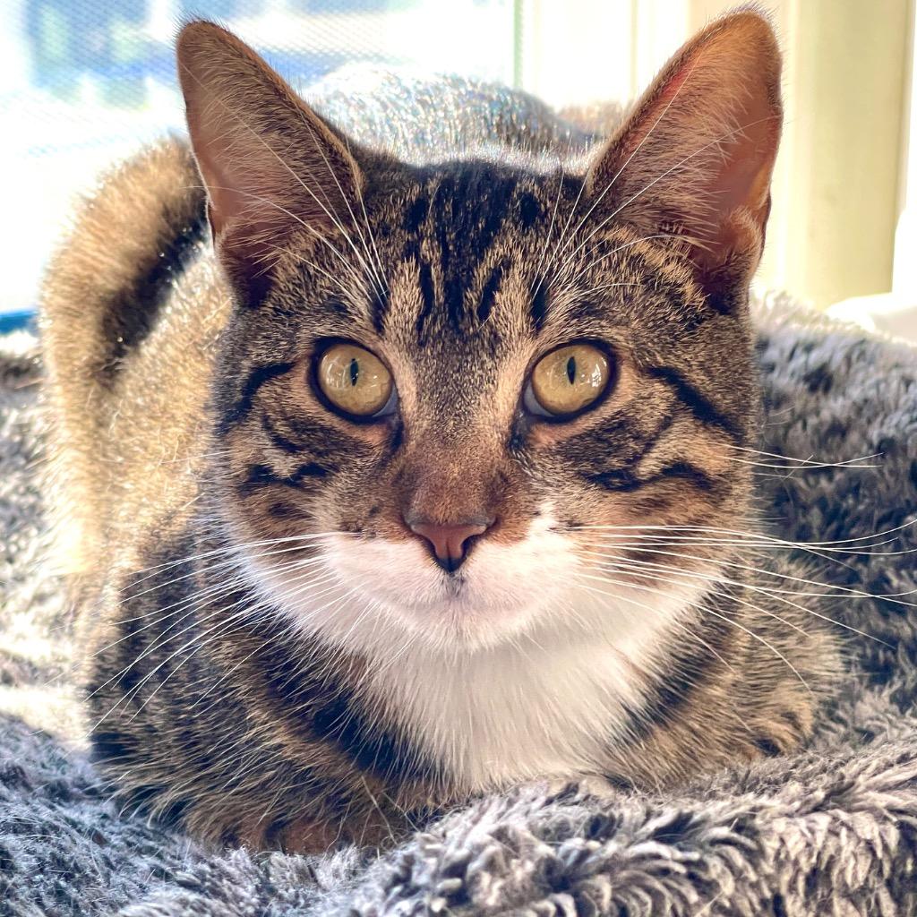 Peeta, Adoptable, Young Male Domestic Short Hair.