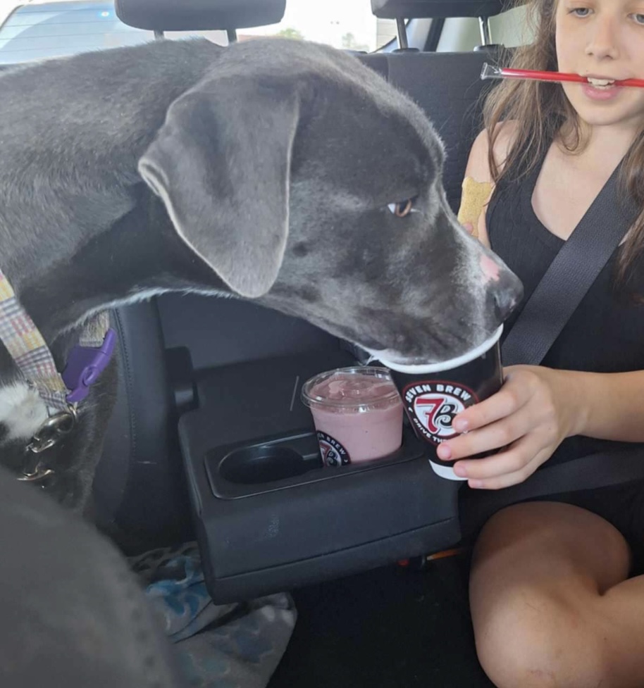 Georgia, a Adoptable Pit Bull Terrier in Lacey, WA image 6/6