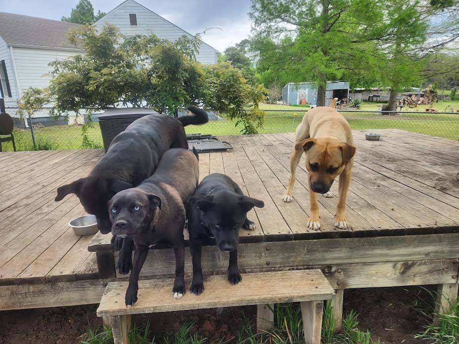 LITTLE GIRL, Adoptable, Adult Female American Staffordshire Terrier & Akita.